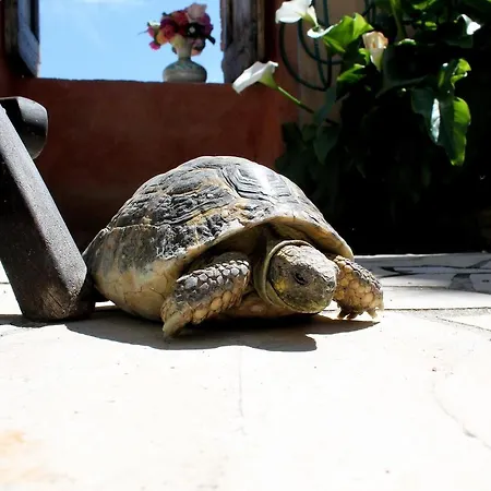 Le Cisterne Bed & Breakfast