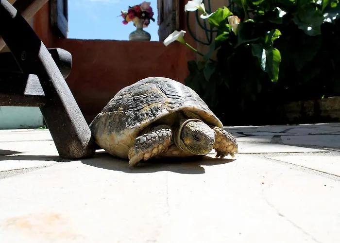 Le Cisterne Bed & Breakfast